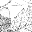  Quercus castaneifolia